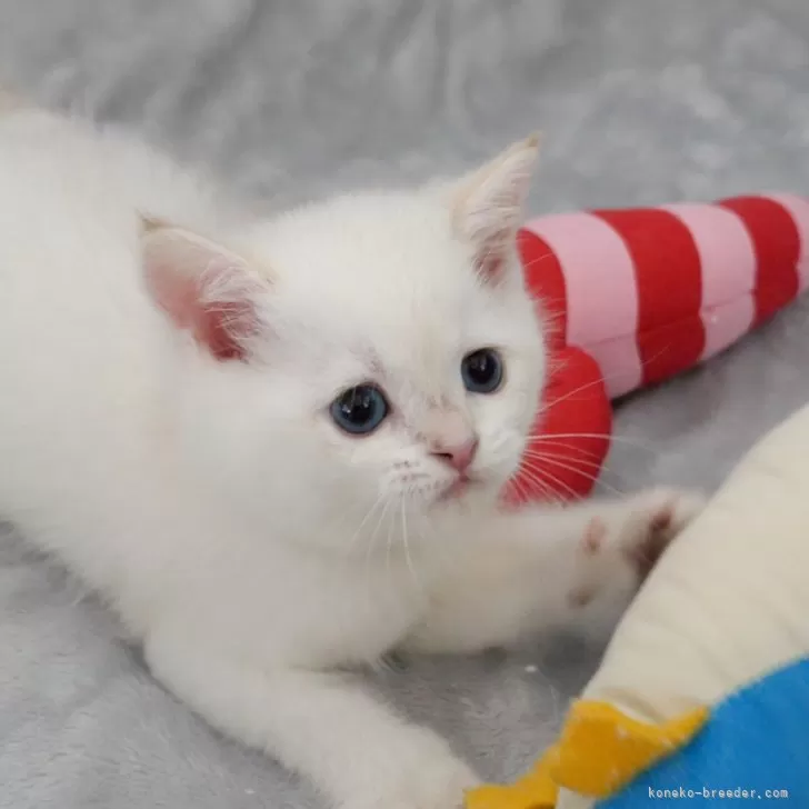 ID:2410-00653の子猫