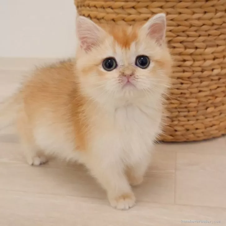 ID：2407-03259の子猫