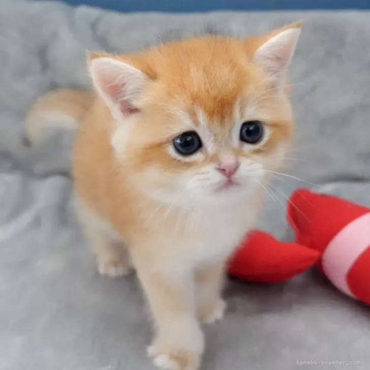 ID：2410-00624の子猫