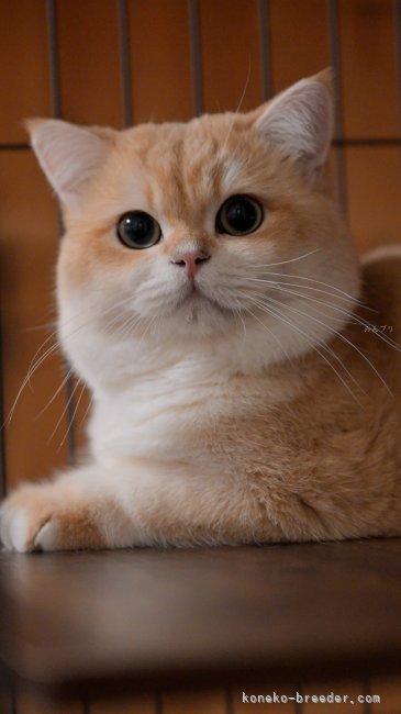 ブリティッシュショートヘア【・男の子・2023年9月5日・ゴールデン】