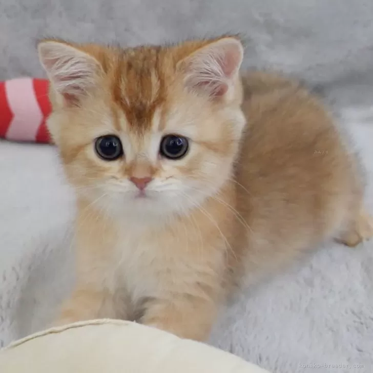 ID：2406-01474の子猫