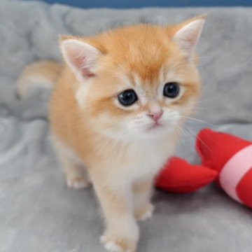 ブリティッシュショートヘア【山形県・男の子・2024年9月13日・ゴールデン】の写真「パパもママもまんまる顔✨子猫の動画あります🐈」