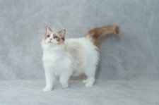 ラグドール【・女の子・2024年9月28日・シールポイントバイカラー】