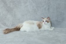 ラグドール【・女の子・2024年8月10日・シールポイントバイカラー】