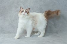 ラグドール【・女の子・2024年9月28日・シールポイントバイカラー】