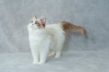 ラグドール【・女の子・2024年9月28日・シールポイントバイカラー】