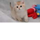 ブリティッシュショートヘア【山形県・男の子・2025年7月30日・ゴールデン】の写真4