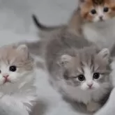 マンチカン(短足)【山形県・女の子・2025年11月3日・ブルー】の写真6「兄妹たちと📷」