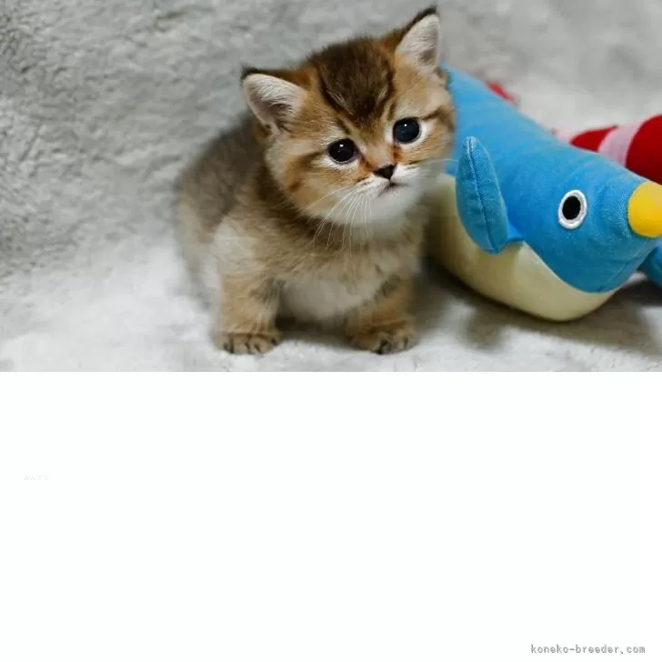 猫の時間　松波照慶　M8号　縦　かわいいネコちゃん　油彩画　4匹の猫　松波画伯 猫の時間 松波照慶 M8号 縦 かわいいネコちゃん 油彩画 4匹