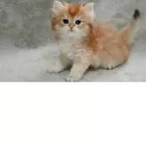 ブリティッシュショートヘア【山形県・男の子・2025年7月28日・ゴールデン】の写真10