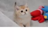 ブリティッシュショートヘア【山形県・男の子・2025年7月30日・ゴールデン】の写真6