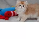 ブリティッシュショートヘア【山形県・男の子・2025年7月28日・ゴールデン】の写真4