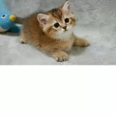 マンチカン(短足)【山形県・男の子・2025年7月13日・ブラウンタビー】の写真5