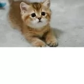 マンチカン(短足)【山形県・男の子・2025年7月13日・ブラウンタビー】の写真6