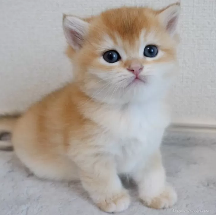 ID:2503-02924の子猫