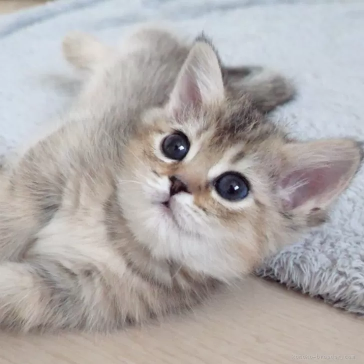 たっくん 様のお迎えした子猫