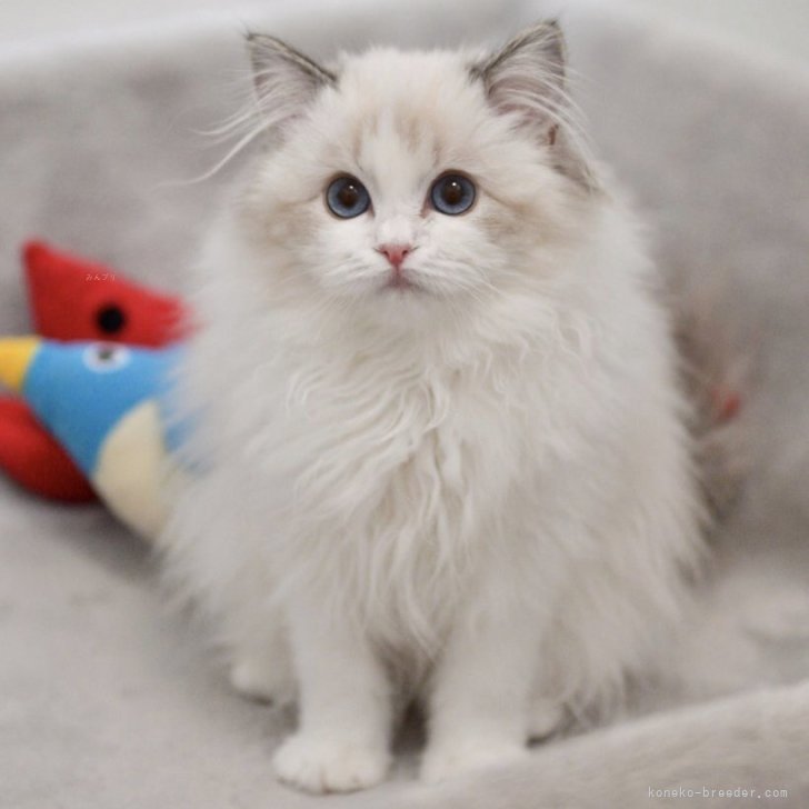 ブリーダー画像