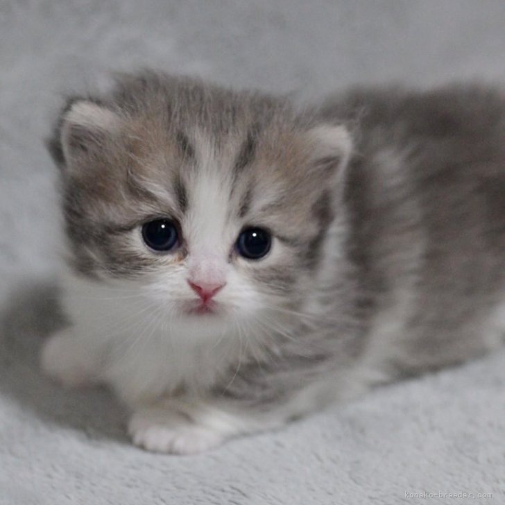 ブリーダー画像