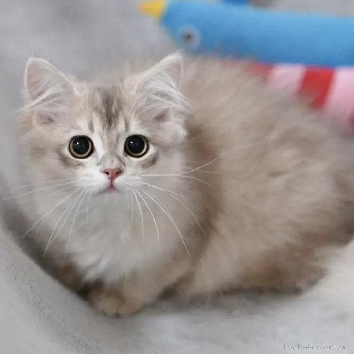 ID：2603-01299の子猫