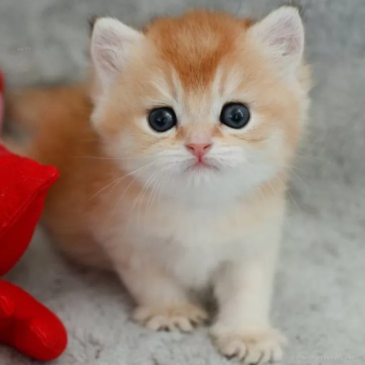 ID：2508-00918の子猫