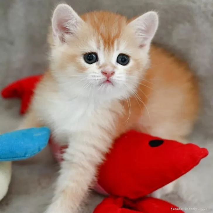 A.T 様のお迎えした子猫