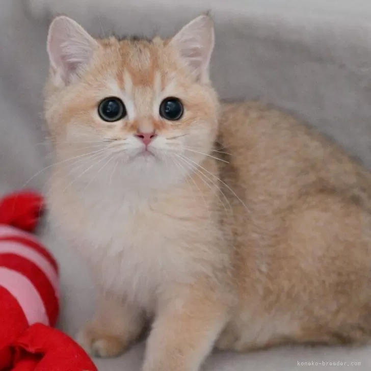 ブリティッシュショートヘア【山形県・男の子・2025年7月30日・ゴールデン】の写真1