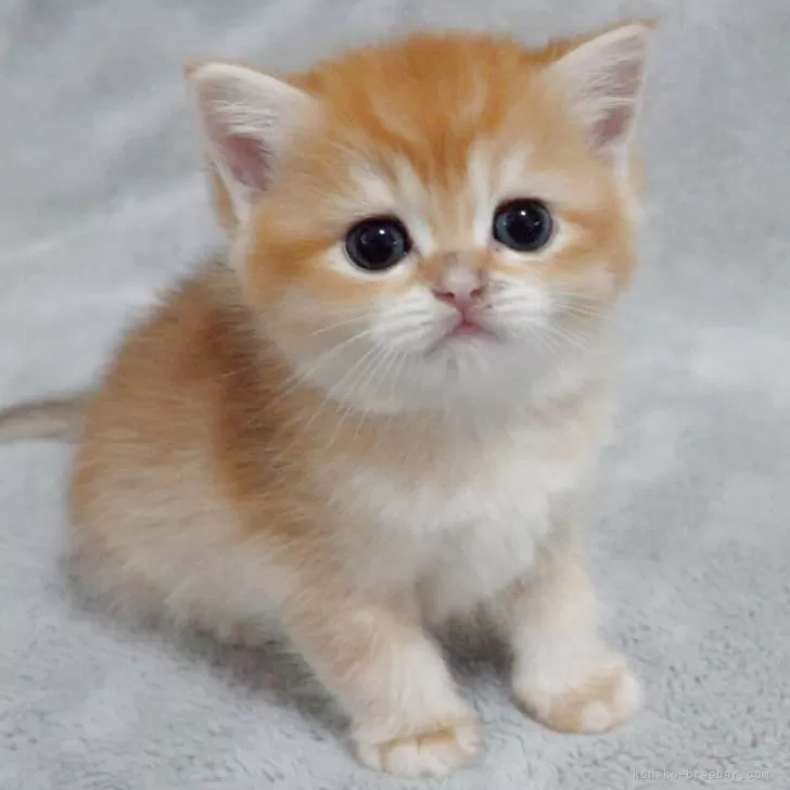 Y.K 様のお迎えした子猫