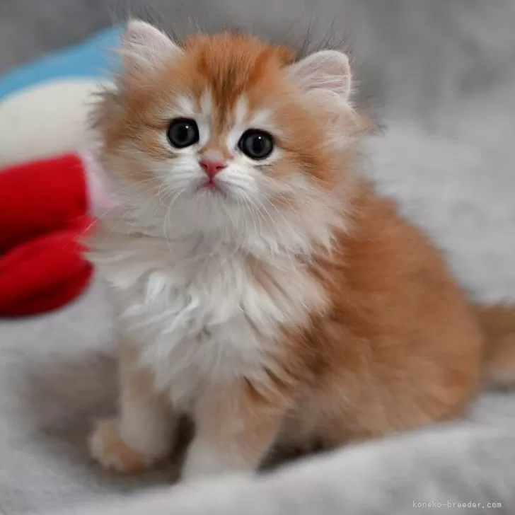 ID：2505-01737の子猫