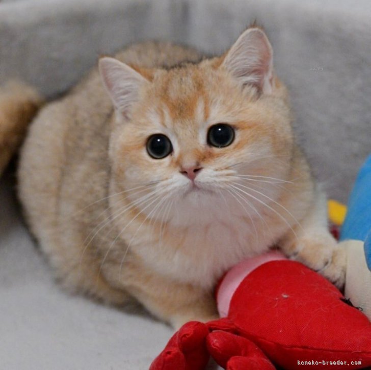 ブリーダー画像