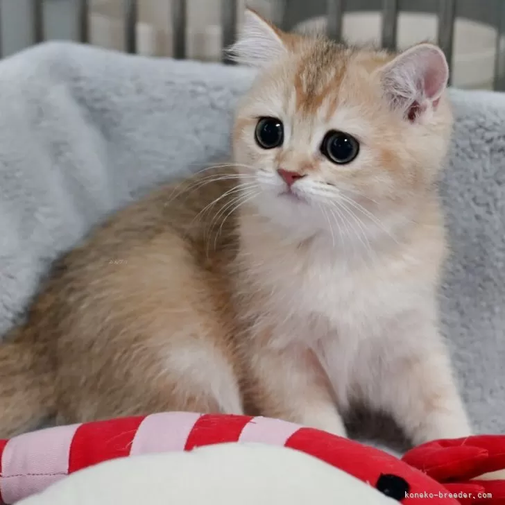 ID：2505-03267の子猫