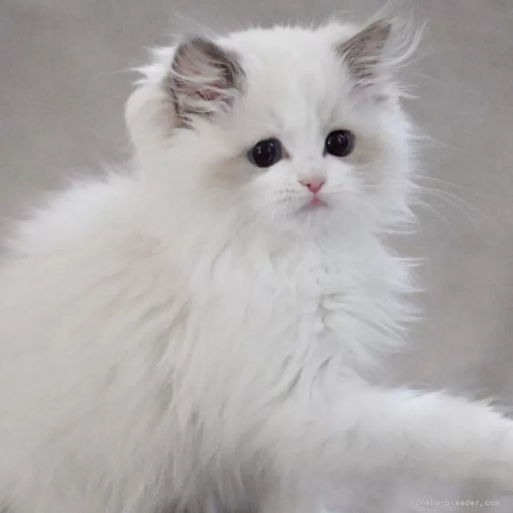 m.s 様のお迎えした子猫