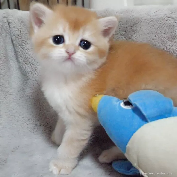 ID:2504-02421の子猫
