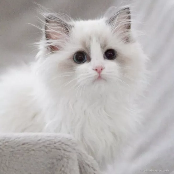 ID：2509-02806の子猫