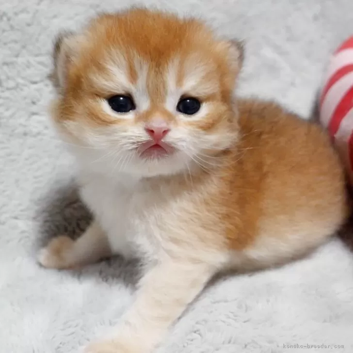 ID：2504-03540の子猫