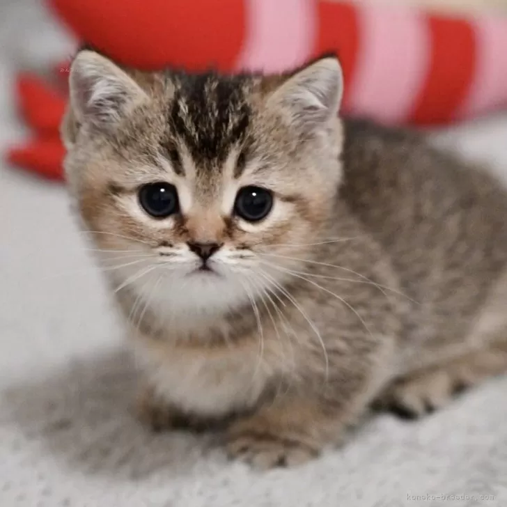 ID：2602-01455の子猫