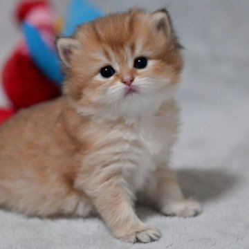 ブリティッシュショートヘア【山形県・女の子・2025年11月1日・ゴールデンタビー】の写真「全国ブリティッシュショートヘアお客様評価第１位✨」