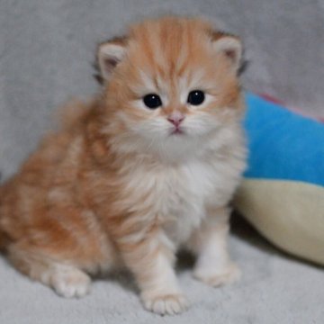 ブリティッシュショートヘア【山形県・男の子・2025年11月1日・ゴールデンタビー】の写真「全国ブリティッシュショートヘアお客様評価第１位✨」