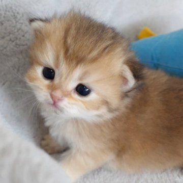 ブリティッシュショートヘア【山形県・女の子・2025年5月7日・ゴールデン】の写真「パパもママもまんまる顔✨子猫の動画あります！」