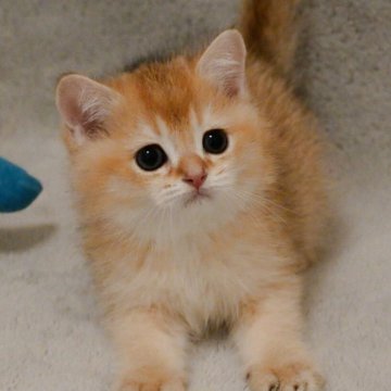 ブリティッシュショートヘア【山形県・男の子・2025年7月30日・ゴールデン】の写真「全国ブリティッシュショートヘアお客様評価第１位✨」
