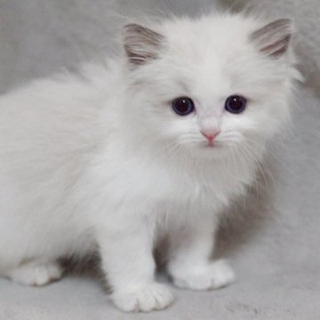 ラグドール【山形県・女の子・2025年8月10日・シールポイントバイカラー】の写真「パパもママもまんまる顔✨子猫の動画あります！」