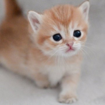 マンチカン(短足)【山形県・女の子・2025年9月4日・ゴールデン】の写真「パパもママもまんまる顔✨子猫の動画あります🎥」