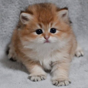 ブリティッシュショートヘア【山形県・女の子・2025年11月1日・ゴールデンタビー】の写真「全国ブリティッシュショートヘアお客様評価第１位🐈」