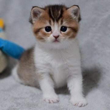 マンチカン(長足)【山形県・女の子・2025年11月3日・ブラウンタビー&ホワイト】の写真「パパもママもまんまる顔✨子猫の動画あります！」