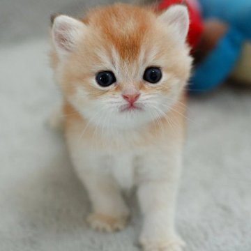 ブリティッシュショートヘア【山形県・男の子・2025年7月17日・ゴールデン】の写真「全国ブリティッシュショートヘアお客様評価　第１位✨」