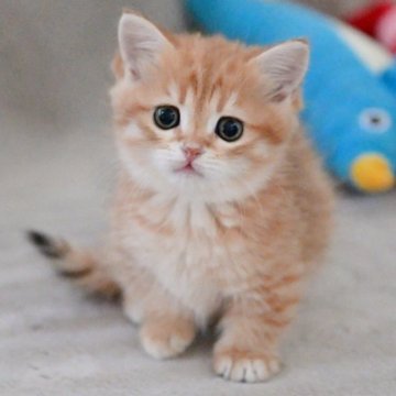 マンチカン(短足)【山形県・男の子・2025年9月8日・ブラウンタビー】の写真「パパもママもまんまる顔✨子猫の動画あります!」