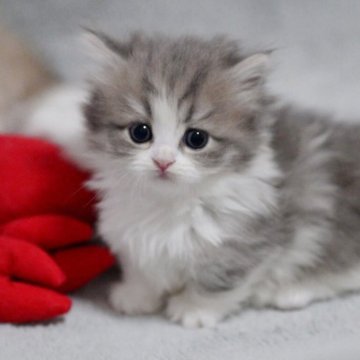 マンチカン(短足)【山形県・女の子・2025年11月3日・ブルー】の写真「パパもママもまんまる顔✨子猫の動画あります📹」