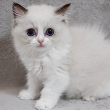 ラグドール【山形県・女の子・2025年7月14日・シールポイントバイカラー】の写真「パパもママもまんまる顔✨子猫の動画あります📹」