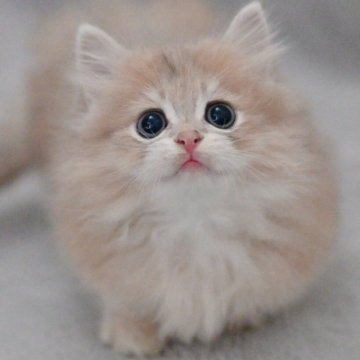 マンチカン(短足)【山形県・男の子・2025年9月13日・ブルーゴールデン（長毛）】の写真「パパもママもまんまる顔✨子猫の動画あります🎥」