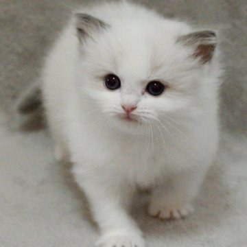 ラグドール【山形県・女の子・2025年8月10日・シールポイントバイカラー】の写真「パパもママもまんまる顔✨子猫の動画あります！」