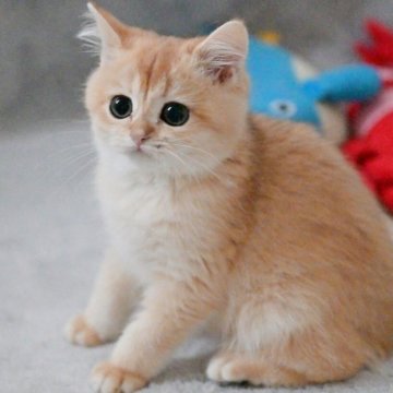 ブリティッシュショートヘア【山形県・男の子・2025年7月28日・ゴールデン】の写真「全国ブリティッシュショートヘアお客様評価第１位🐈」